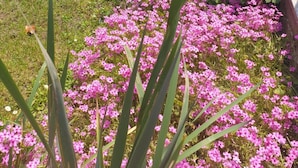 Un jardín con un iris blanco y amarillo destacado al frente, rodeado de flores rosadas.