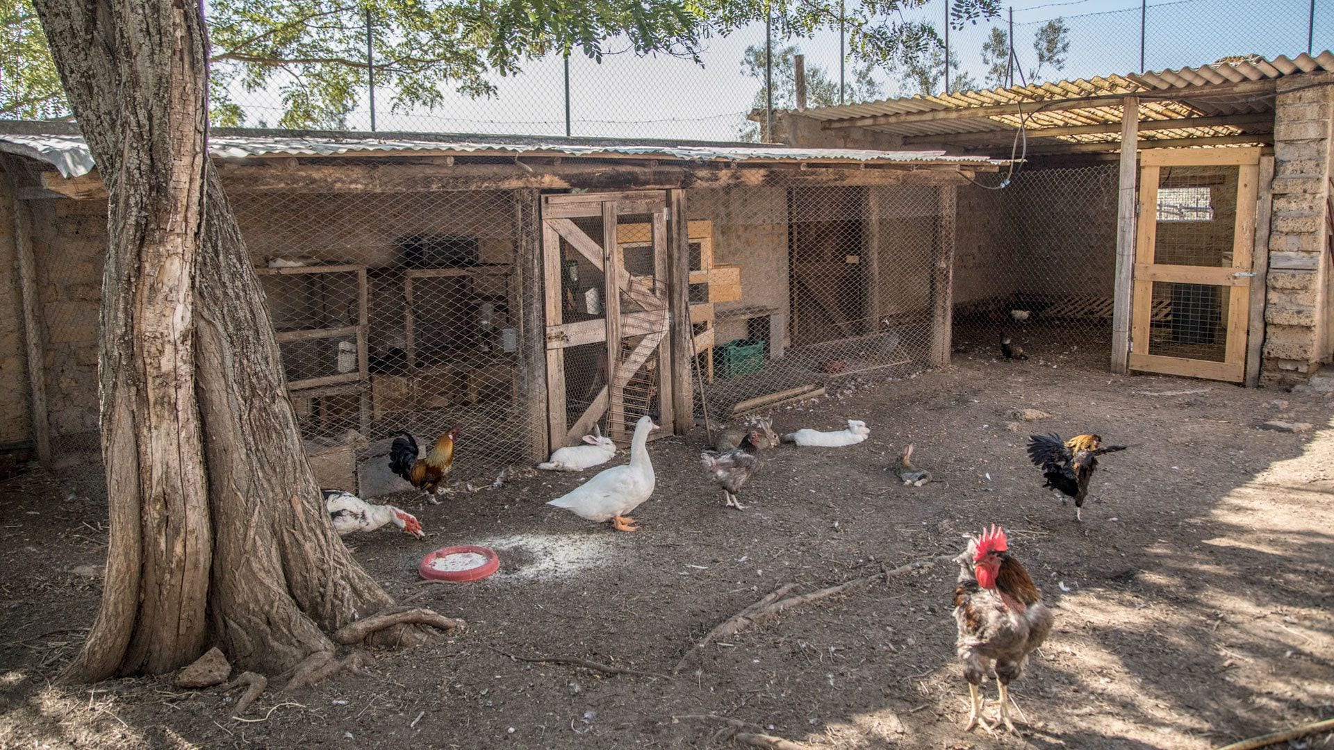 A rustic farm setting with a chicken coop, a tree, and a wooden structure.