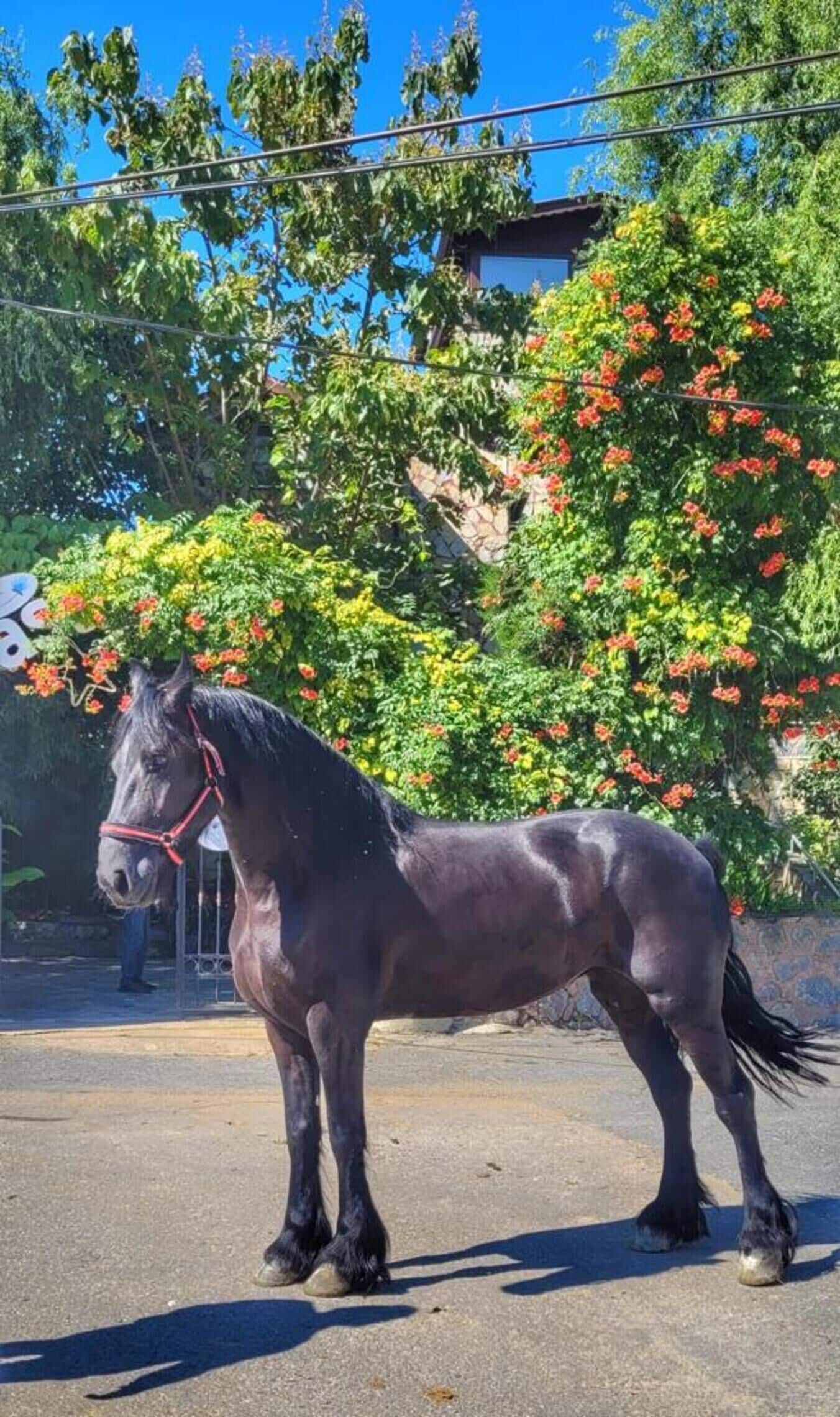 A horse standing on a paved surface with a red halter, surrounded by lush greenery and flowering plants.