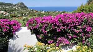Un paysage côtier avec de magnifiques fleurs de bougainvillier d’un rose éclatant, un chemin blanc et une vue sur la mer et les maisons au loin.