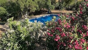 Une piscine entourée d’une végétation luxuriante et d’arbres.