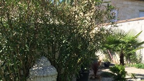 A garden with a stone sculpture, various plants, and a building with a tiled roof. - Loft Zen Bordeaux (Bordeaux)