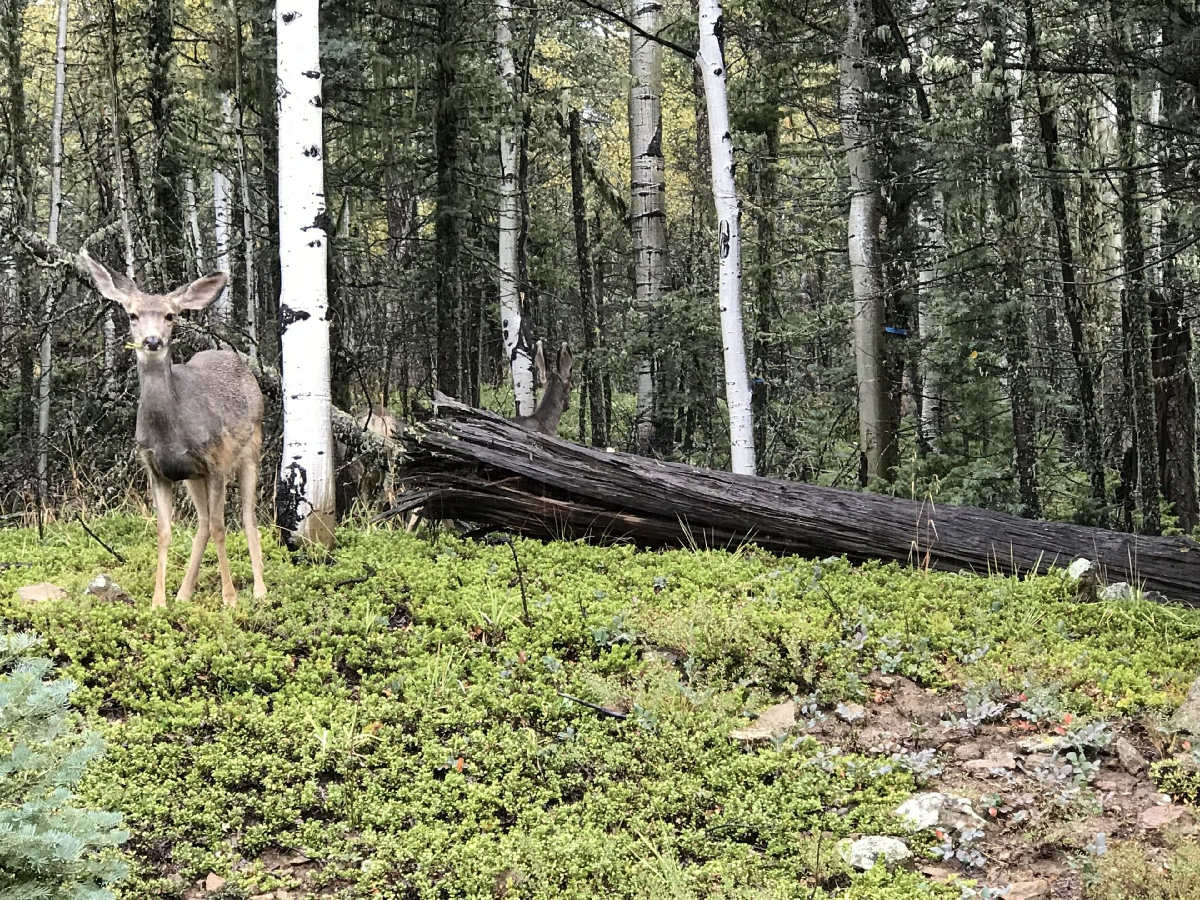 A forest with a fallen tree and a deer standing on the ground.