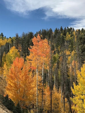 A forest with autumn foliage. - Country Club Homes (Angel Fire)