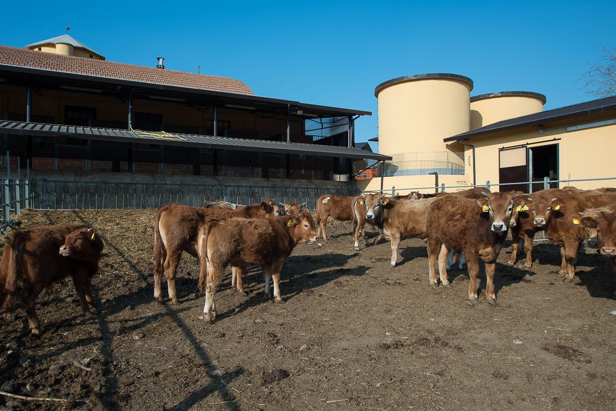 Uma fazenda de gado com um prédio grande e silos cilíndricos.