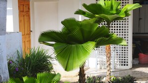A house with a red roof, a white door, and a garden with various plants and a palm tree. - VILLA PATIENTLY WAITING IS A STUNNING NORTH COAST JAMAICAN GEM A DIAMOND RENTAL (Ocho Rios)