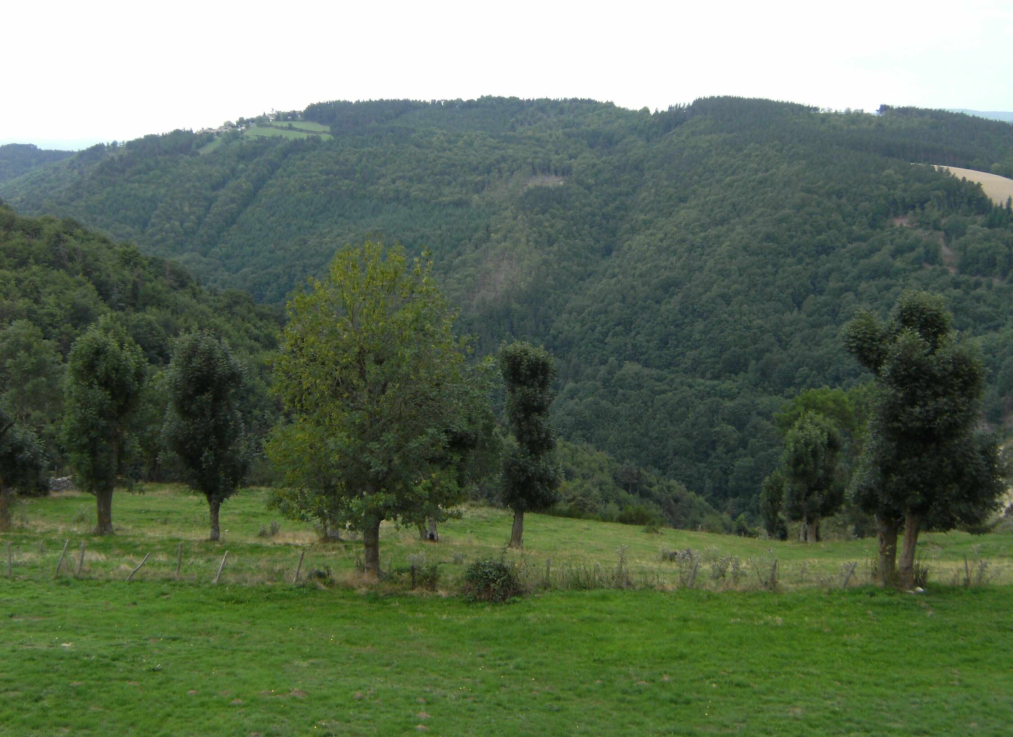 A grassy field with several trees and a forested hill in the background.