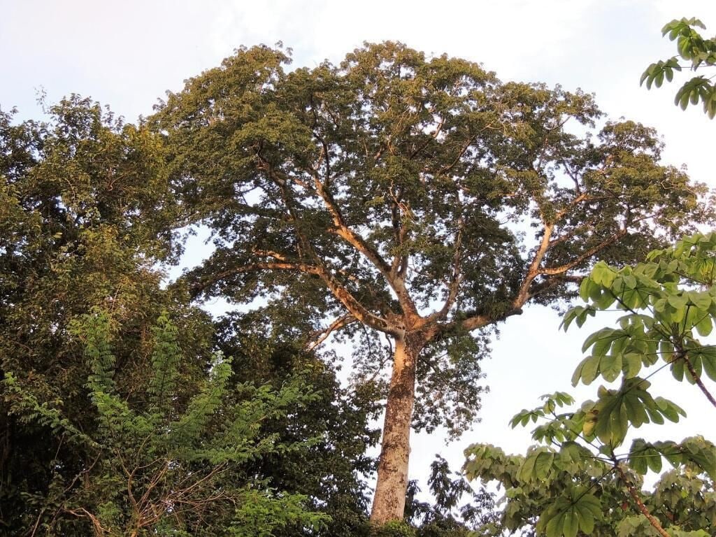A large tree with a thick trunk and dense foliage.
