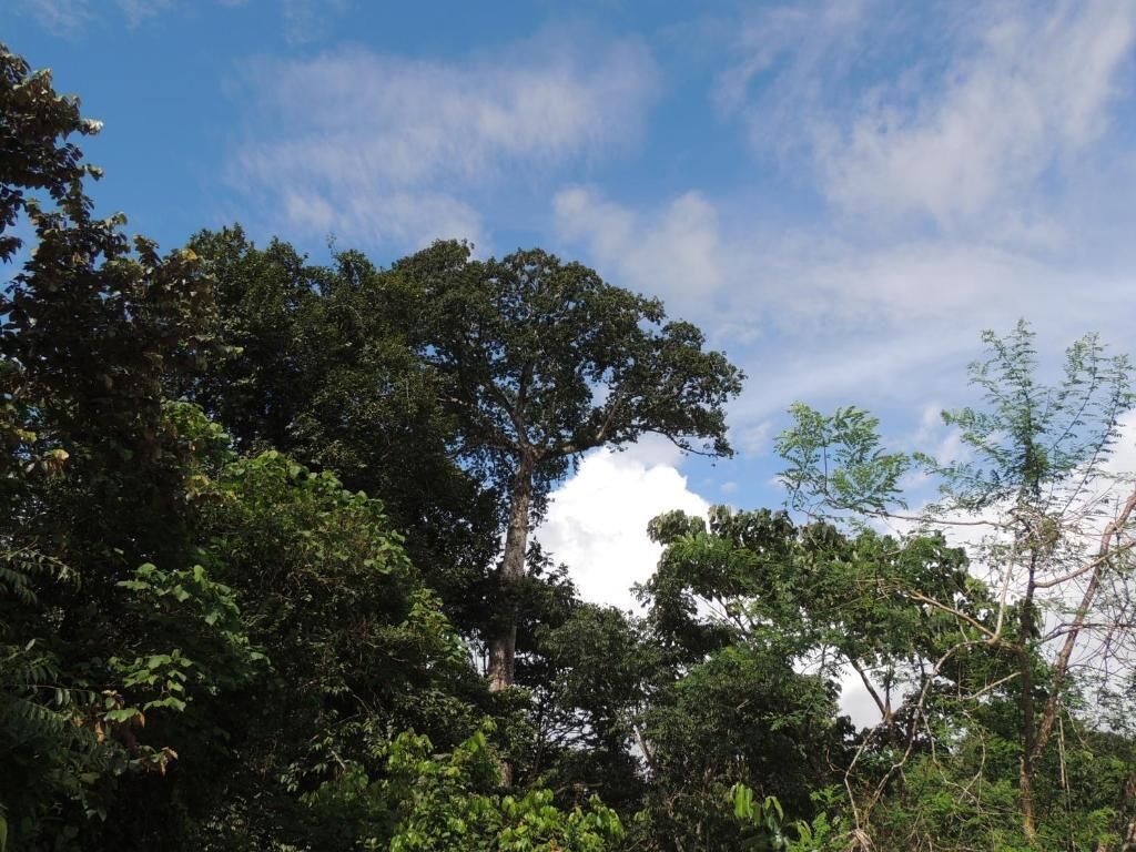 Une forêt dense, composée de différentes espèces d’arbres, et un ciel dégagé.