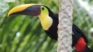 A toucan perched on a tree branch.