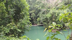 A natural setting with a bridge over a calm body of water surrounded by dense greenery.