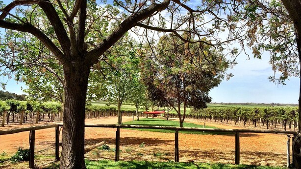 A vineyard with rows of grapevines, a central grassy area, and a tree in the foreground. - The Picker's Hut - Peaceful vineyard setting (Monash)