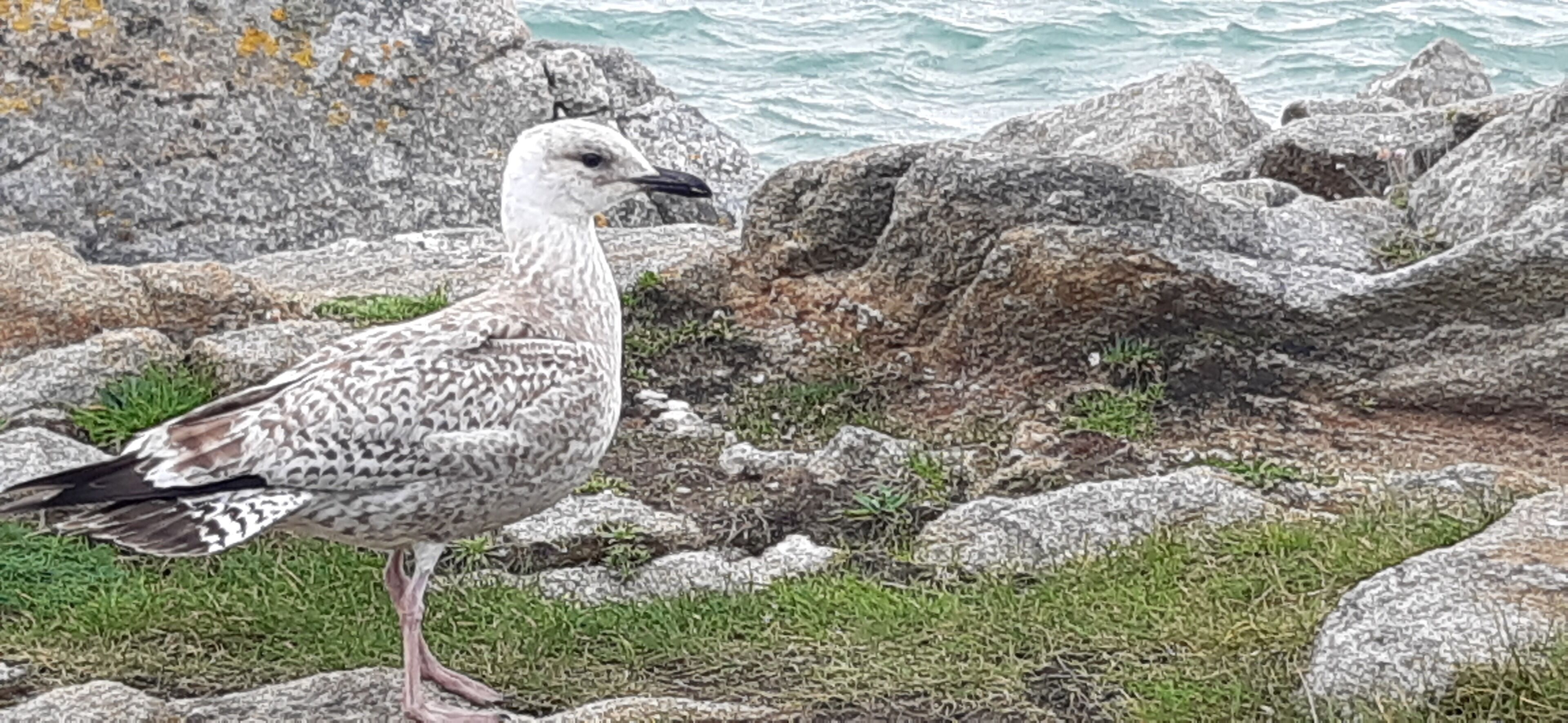 A seagull standing on rocks near the ocean.