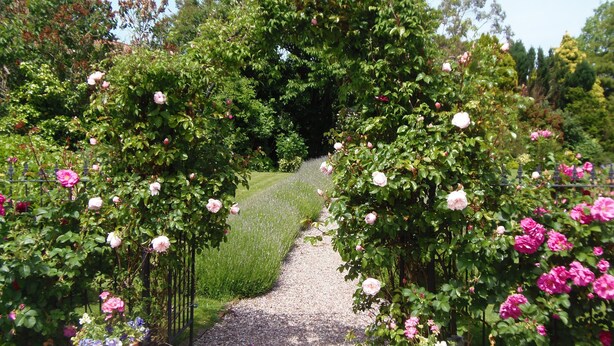 Ein Gartenweg, gesäumt von Rosenbüschen und einem Kiesweg.
