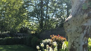 A garden with a grassy lawn, a tree with white bark, and flowering plants.