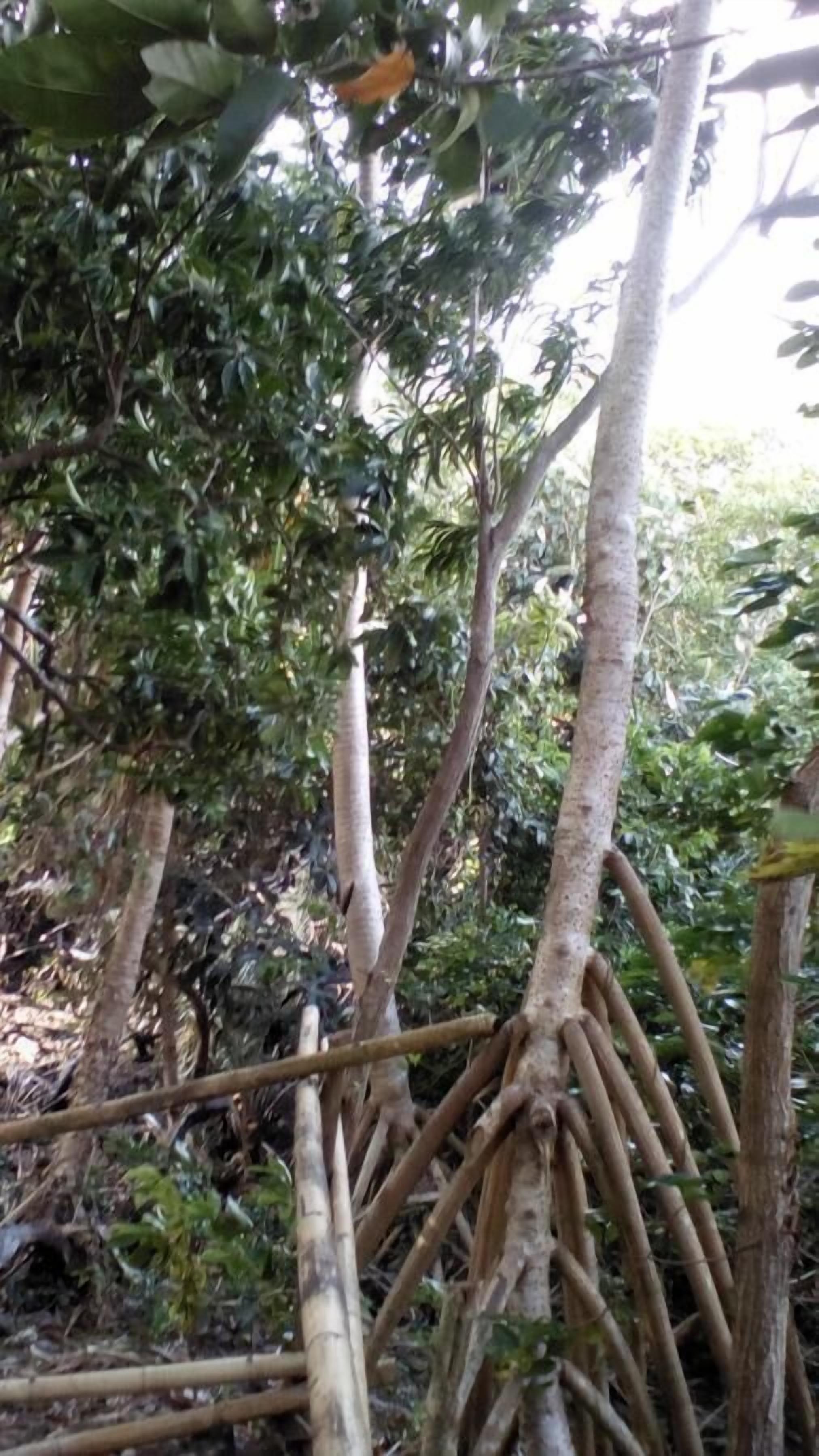 Un bosque tupido de árboles altos y raíces entrelazadas.