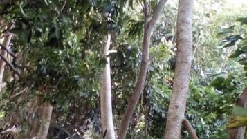 Un bosque tupido de árboles altos y raíces entrelazadas.
