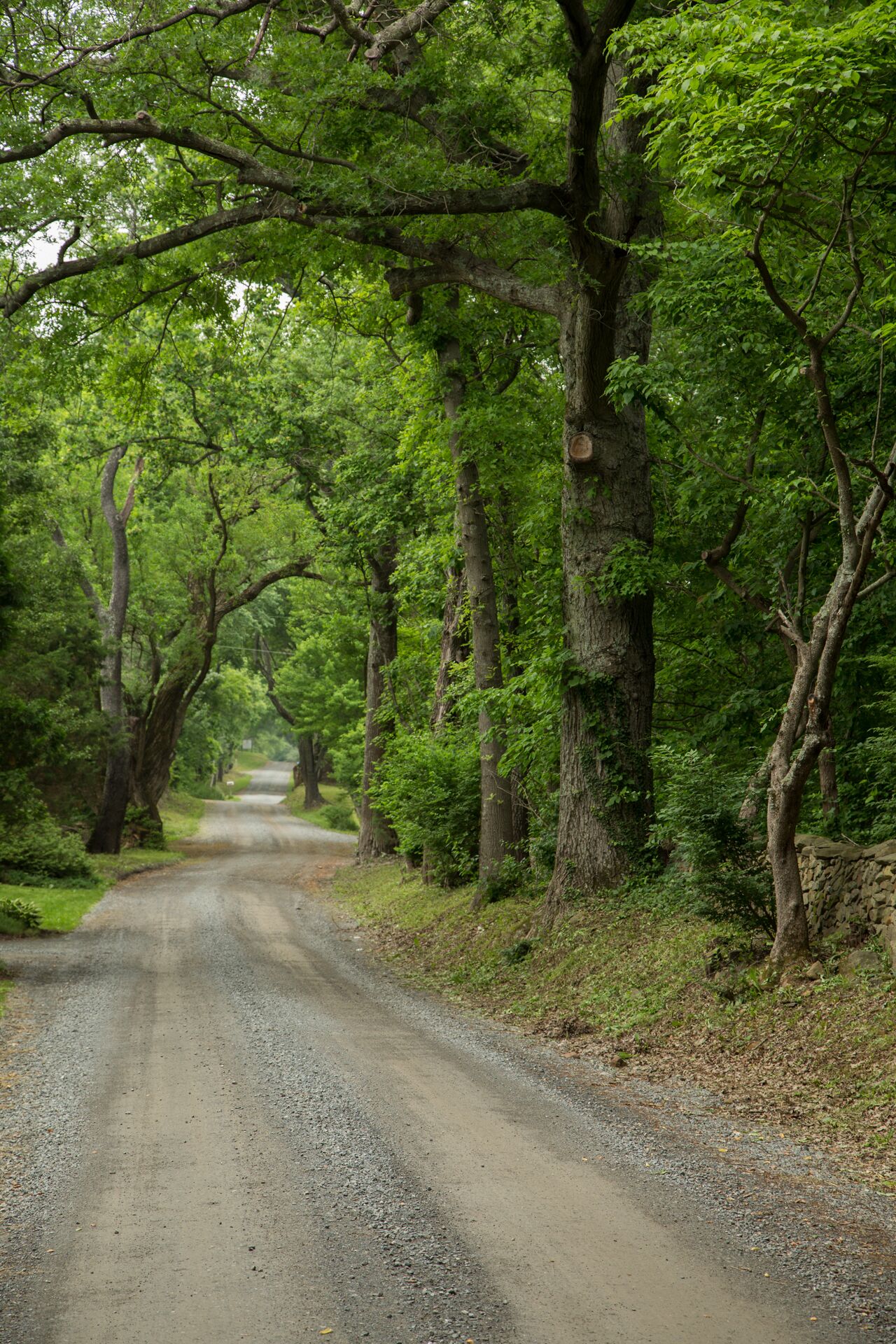 Tree lined Parsons Road is great for walks and jogging
