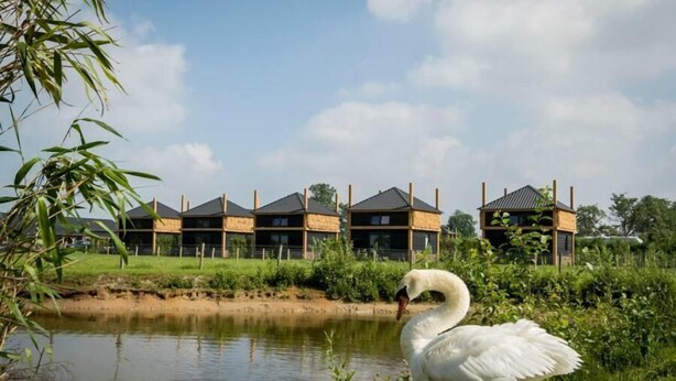 A swan in a pond with modern buildings in the background.
