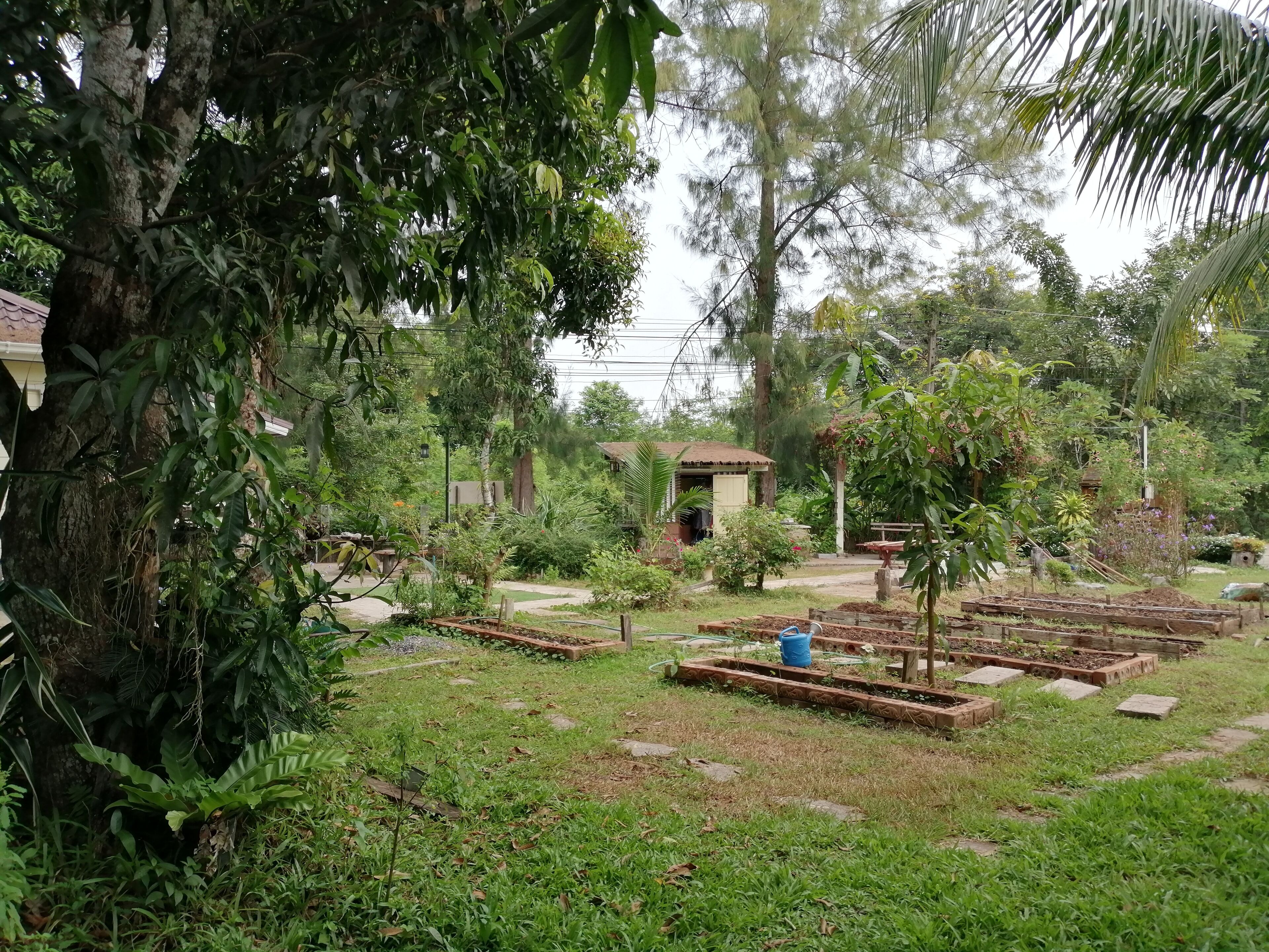 A garden with various plants and a small structure.