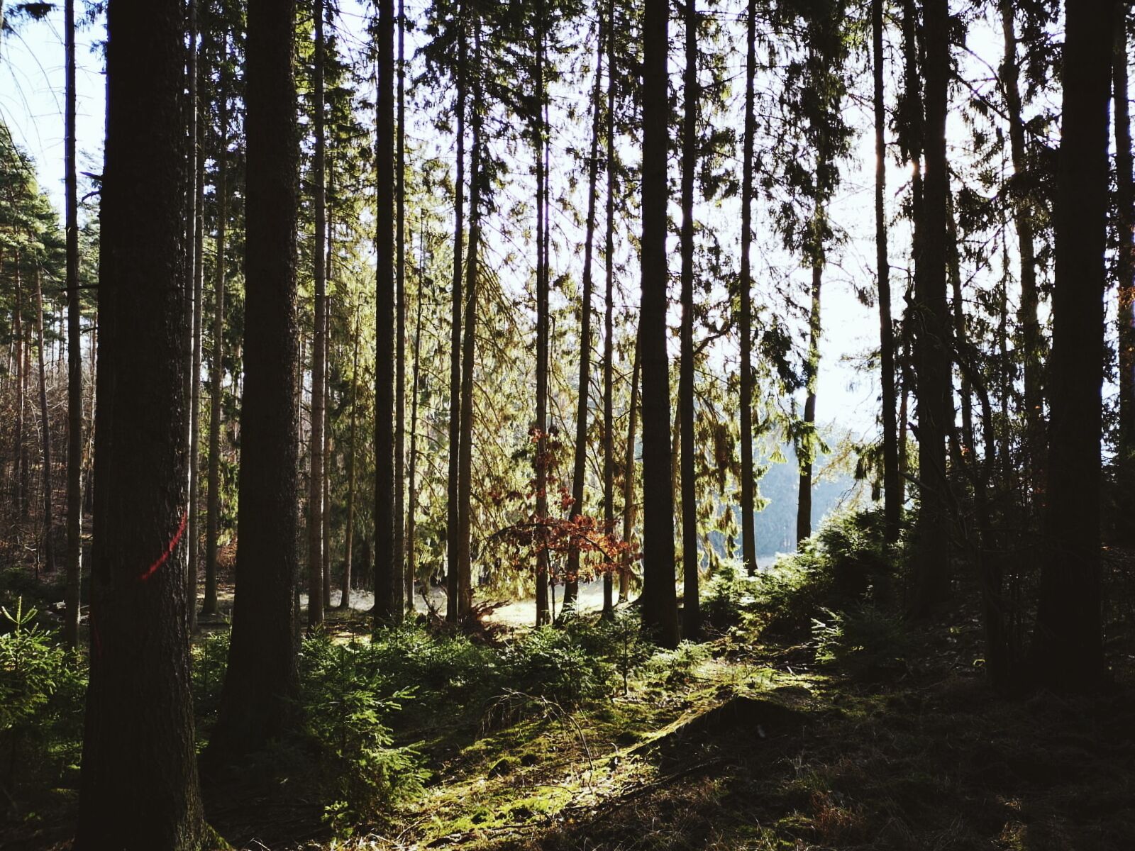 A dense forest with tall trees and a clear sky.