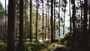 A dense forest with tall trees and a clear sky.