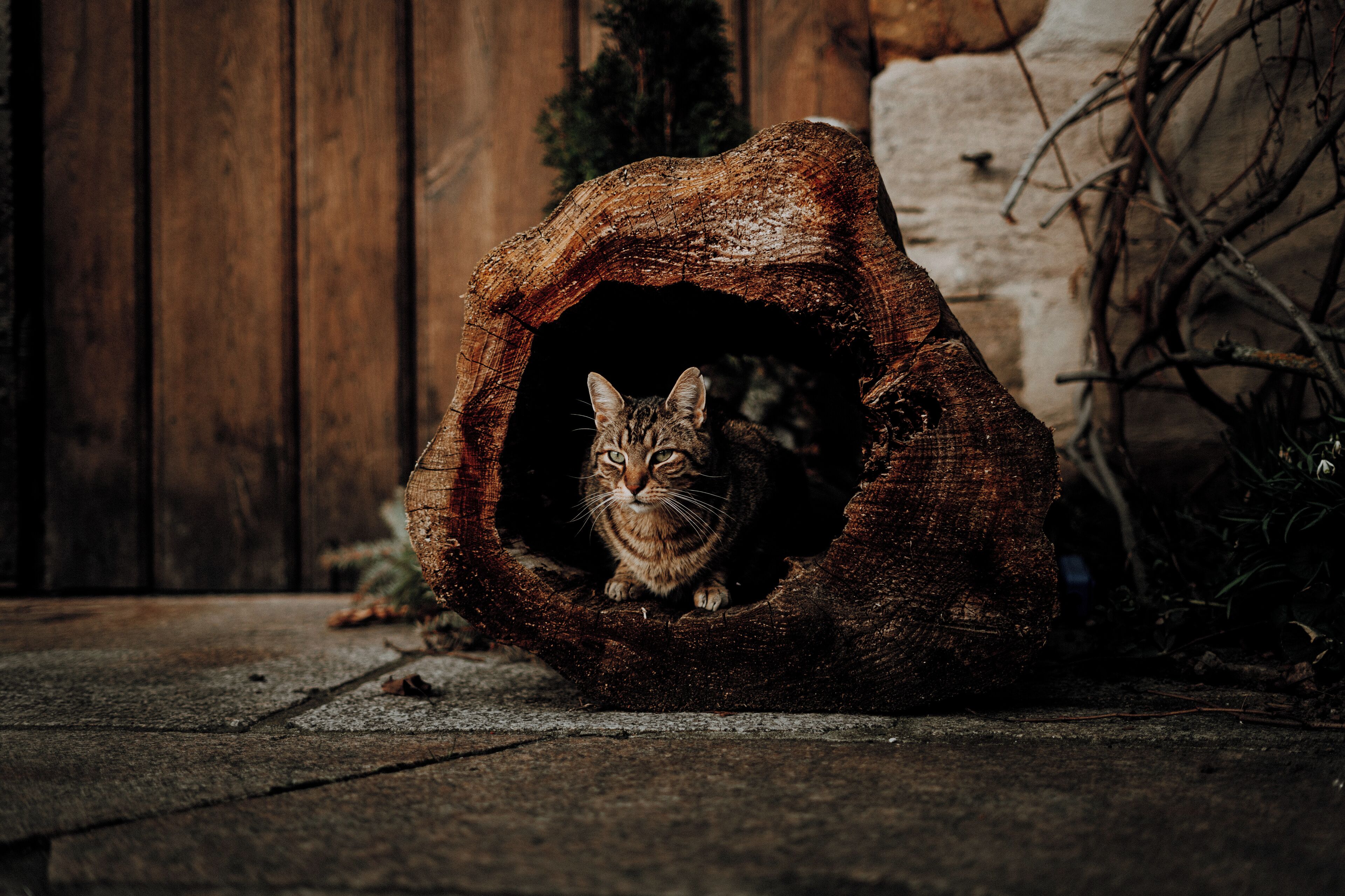 Eine Katze in einer hohlen Baumstamm-Struktur.