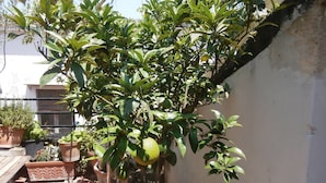 A potted lemon tree with green leaves and a few lemons, placed on a tiled patio. - Come D'Incanto a Napoli (Naples)