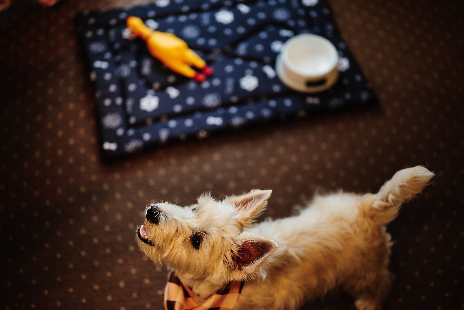 pet-friendly amenities