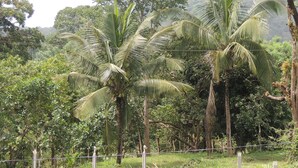 A rectangular pool with a metal ladder, surrounded by a wire fence and lush greenery including palm trees. - Jungle Nest Homestay (Joida)