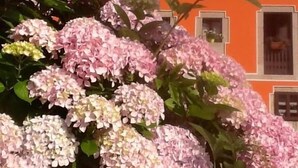 A building with a bright orange facade and a large pink hydrangea bush in front.