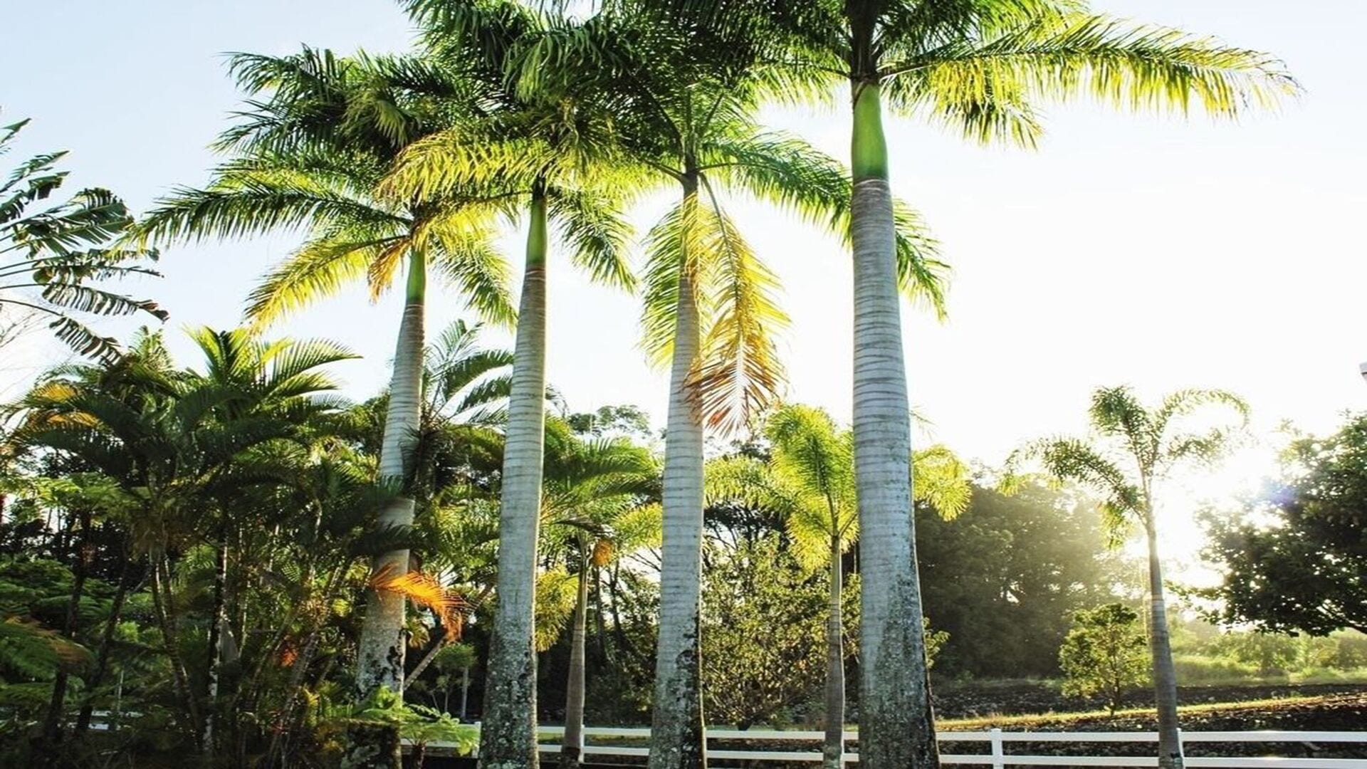 Una hilera de palmeras altas con una cerca blanca al fondo.