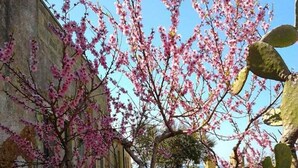 A courtyard with a flowering tree, a building, and a cactus. - Antica Masseria Ficazzana (Salve)