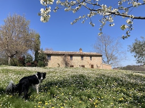 Een stenen gebouw met een pannendak, omringd door een veld met witte en gele bloemen, en een zwart-witte hond op de voorgrond.