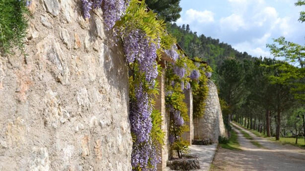 Un muro de piedra cubierto de enredaderas de glicinia morada.