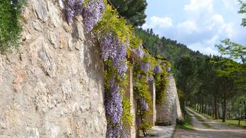 Un muro de piedra cubierto de enredaderas de glicinia morada.