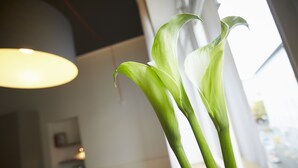 A room with a large window, a hanging light fixture, and a plant in the foreground. - Aparthotel TU-TU (Essen)