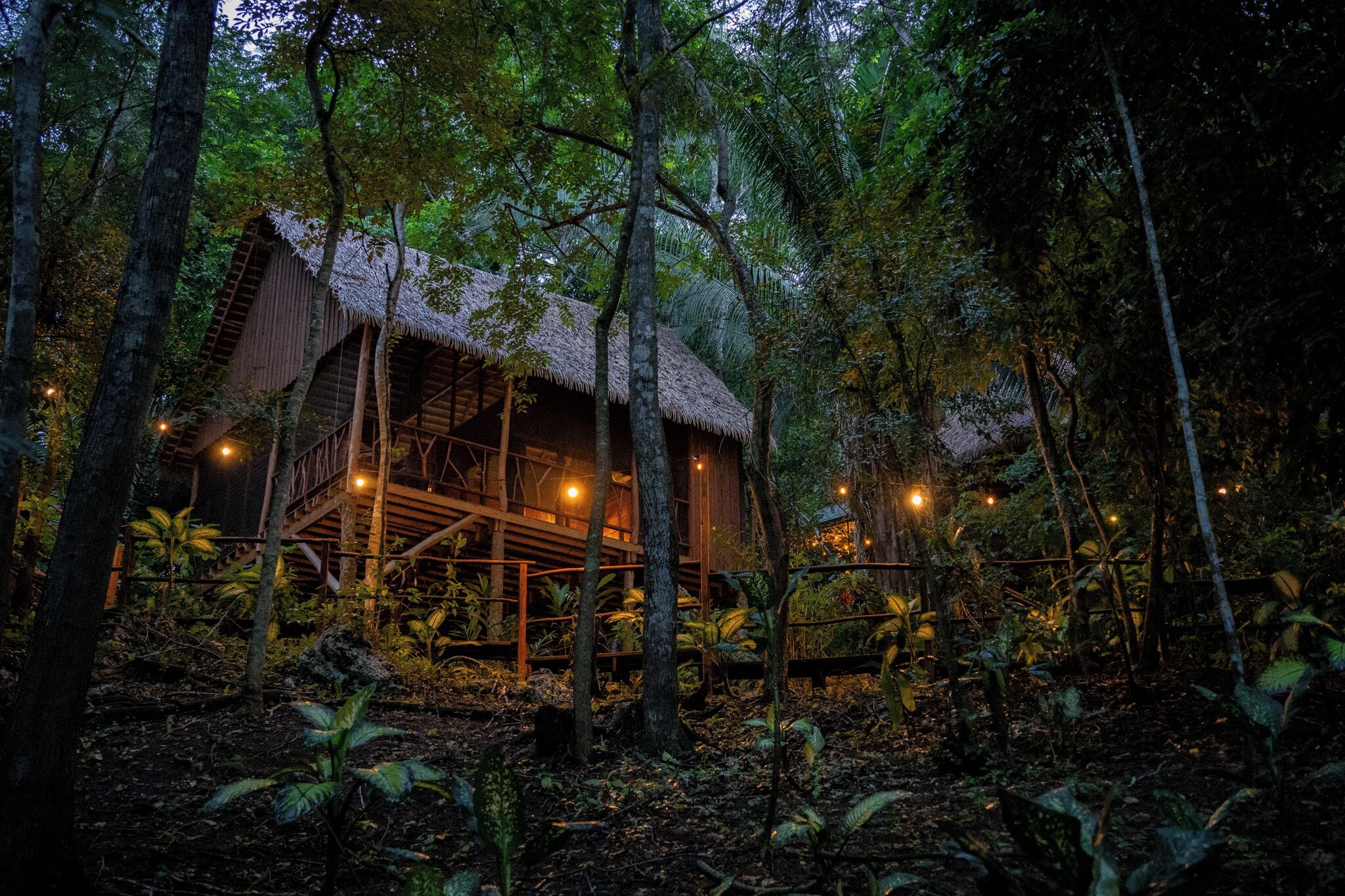 Premier Tree House | View from room