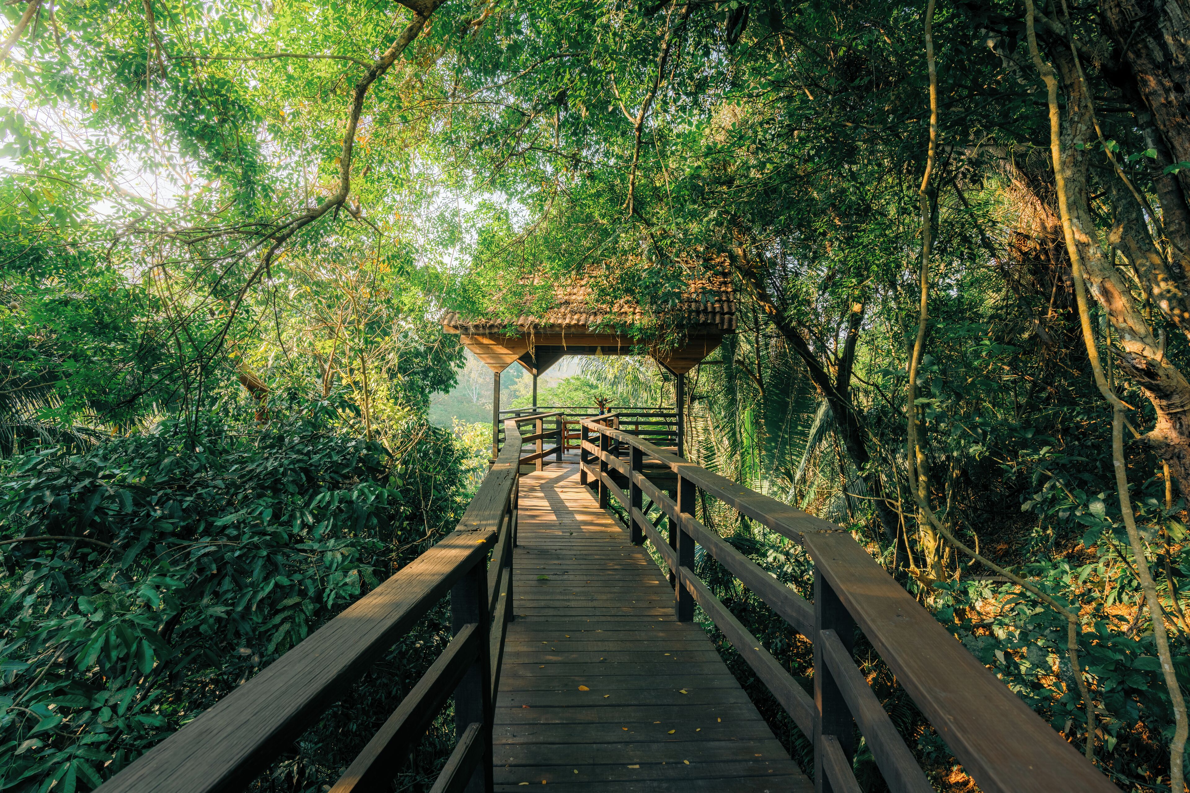 A wooden boardwalk leading through a dense forest to a covered gazebo.
