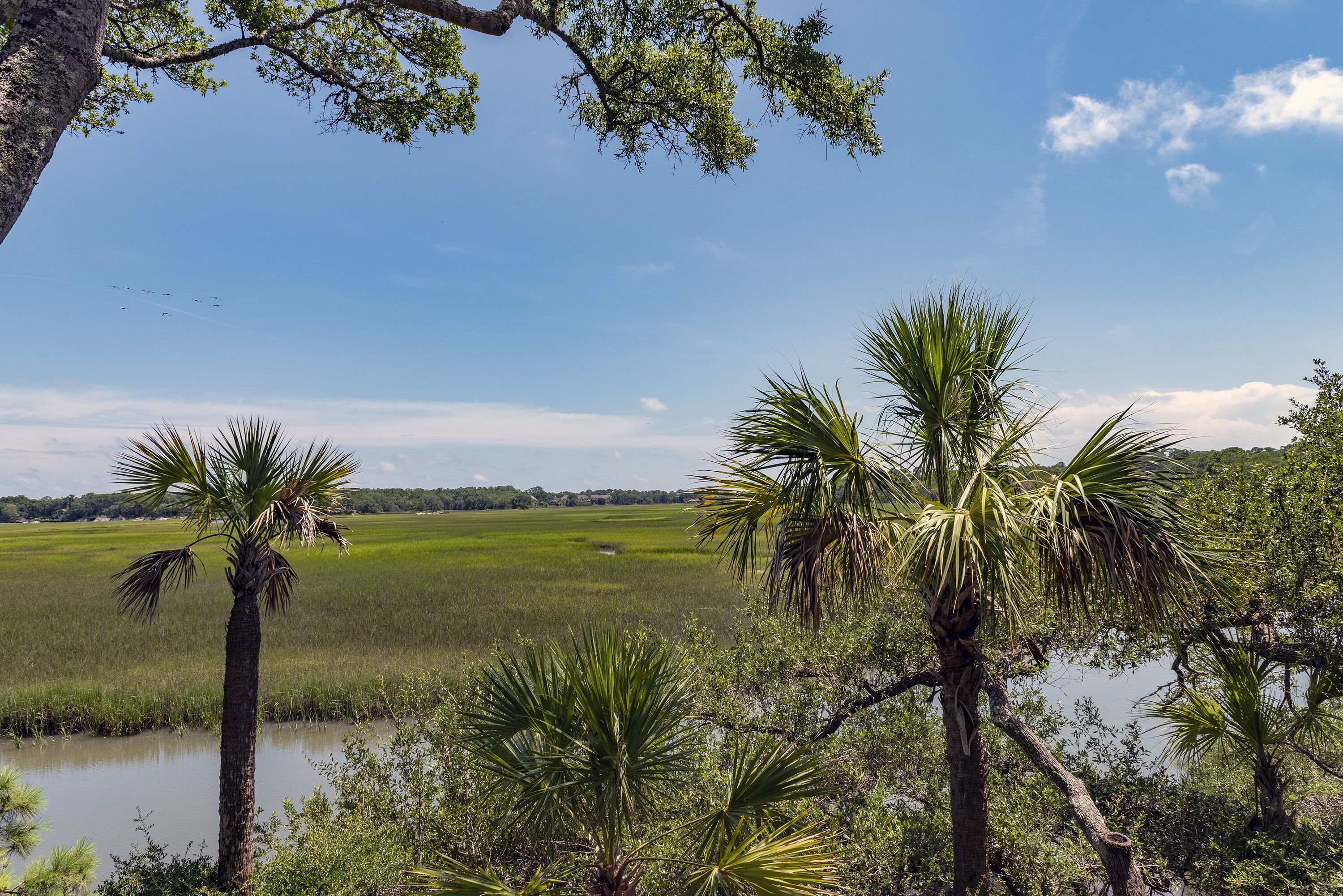 A natural landscape with palm trees and a water body.