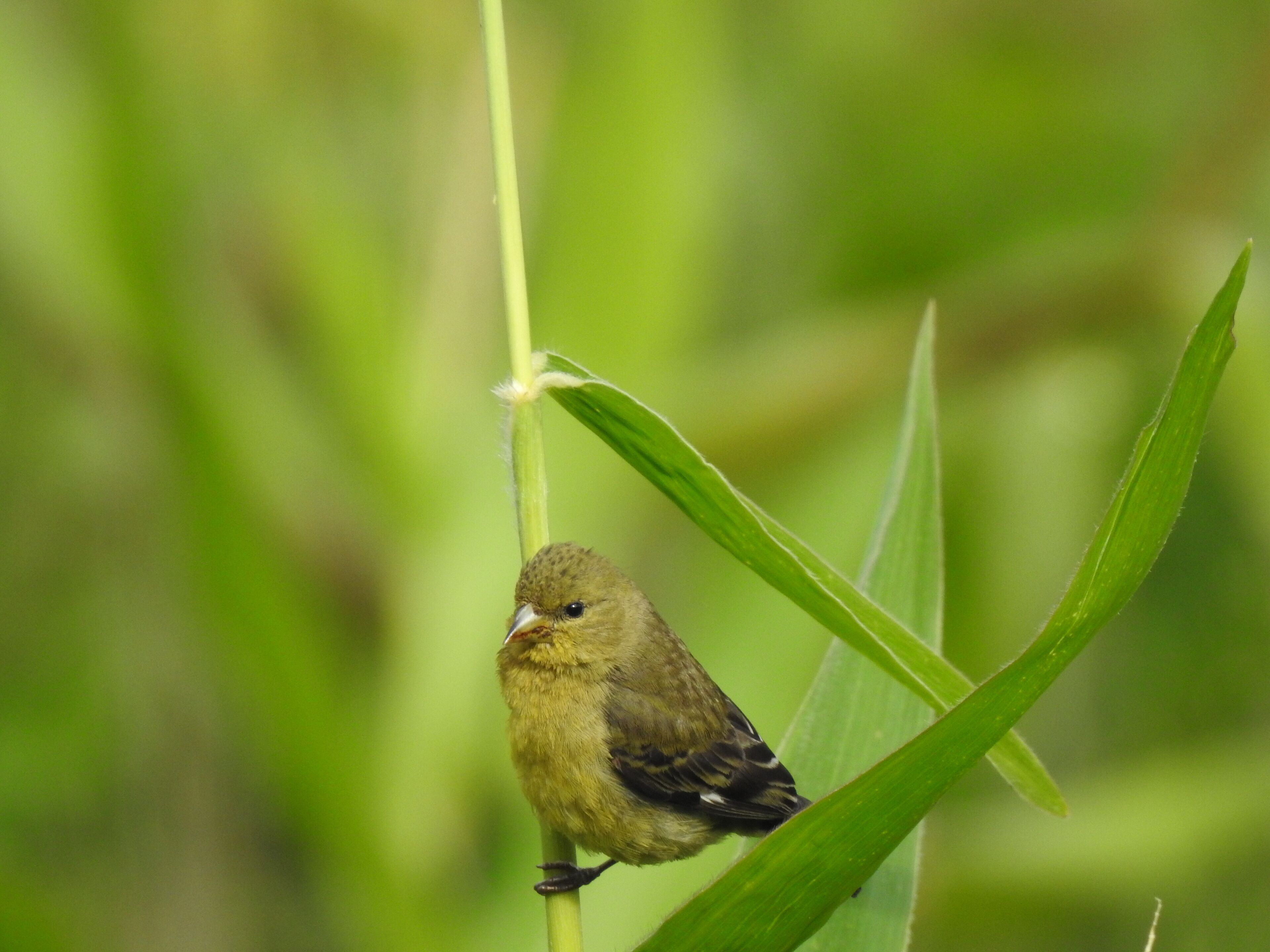 A bird perched on a green plant.