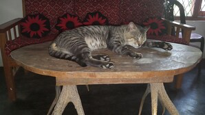 Un gato durmiendo sobre una mesa de madera con un cojín rojo estampado al fondo.