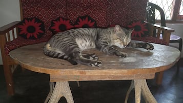 Pet-friendly