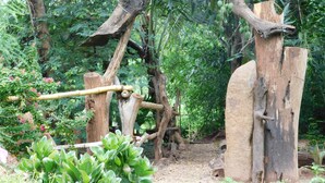 Una estructura de madera rústica con un columpio de cuerda, rodeada de abundante vegetación y un sendero de tierra.