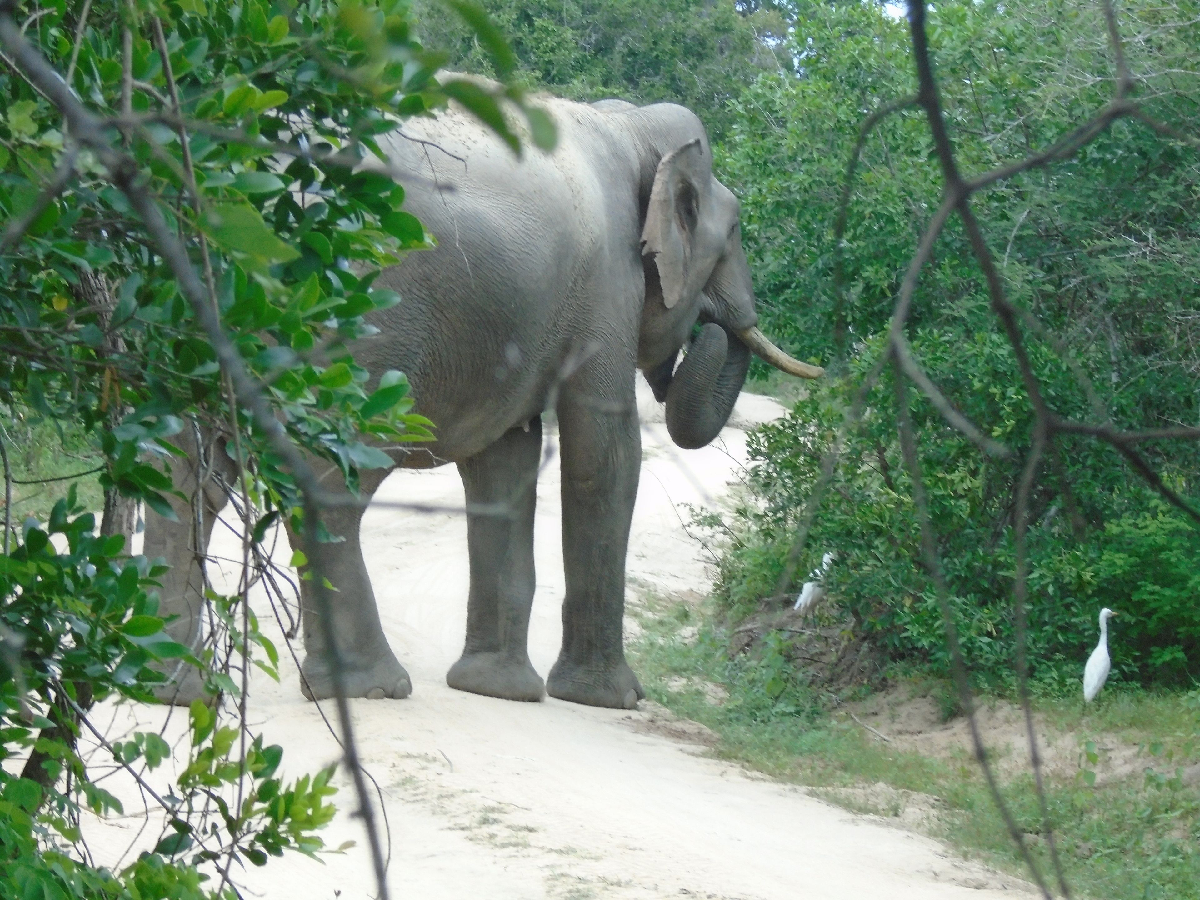 An elephant walking on a dirt path surrounded by greenery.