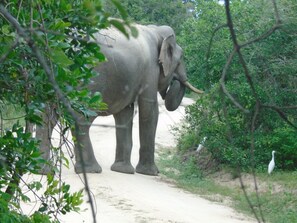 Un éléphant marchant sur un chemin de terre, entouré de verdure.