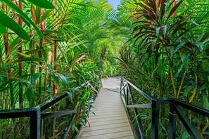 A wooden pathway flanked by lush green foliage, leading into a dense tropical forest.
