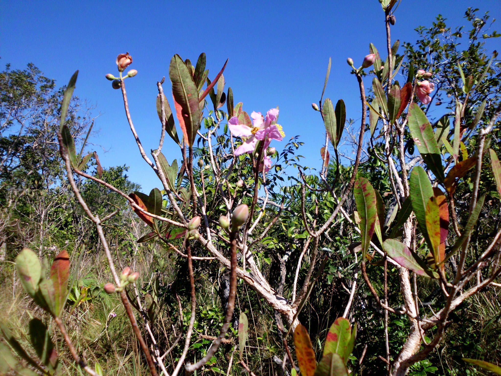 A natural landscape with various plants and trees.