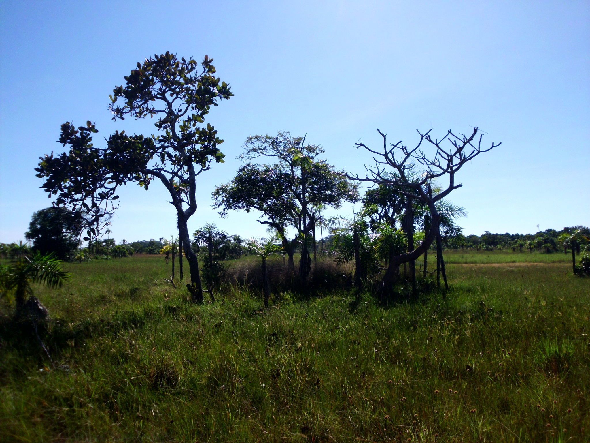 A grassy field with several trees and a clear sky.