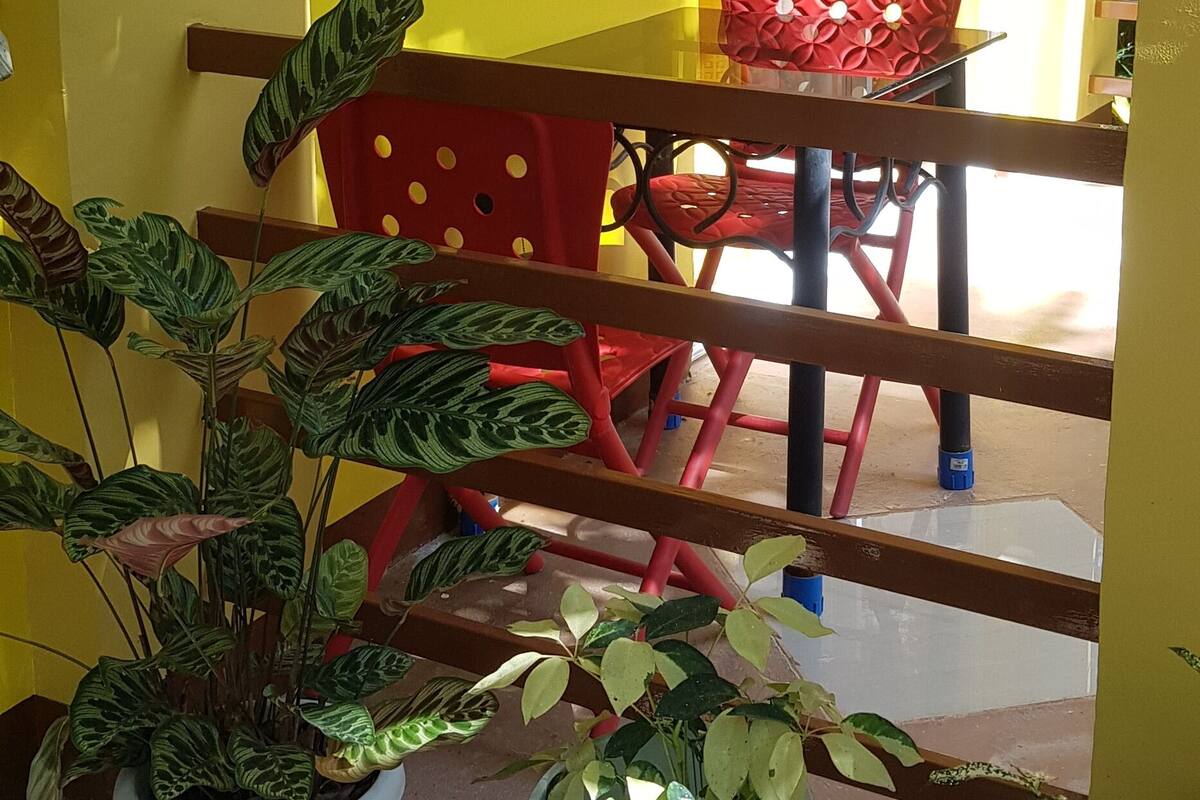 A yellow exterior wall, a window, a red chair, and potted plants.